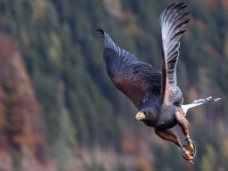 Photowalk - Hohenwerfen Castle - Falconry Austria